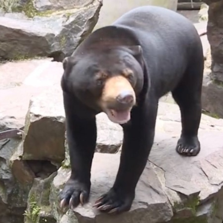 The zoo said it was far too hot for a person to wear a bear suit. Picture: Twitter