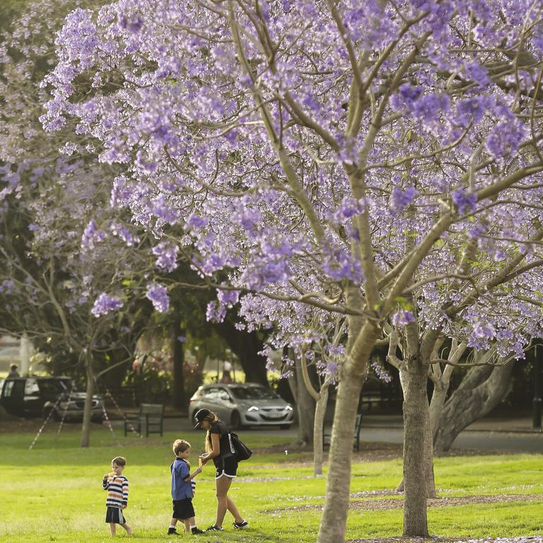 The jacaranda trees at New Farm Park are resplendent when in bloom. Picture: Mark Cranitch
