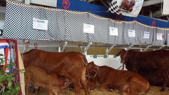 Beenleigh State High School’s Droughtmaster cattle at the EKKA in 2012.