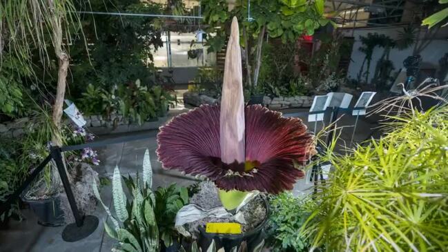 Thousands View Bloom Of Rare Corpse Flower | Geelong Advertiser