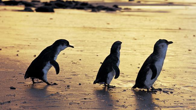 Phillip Island’s famous little penguins.