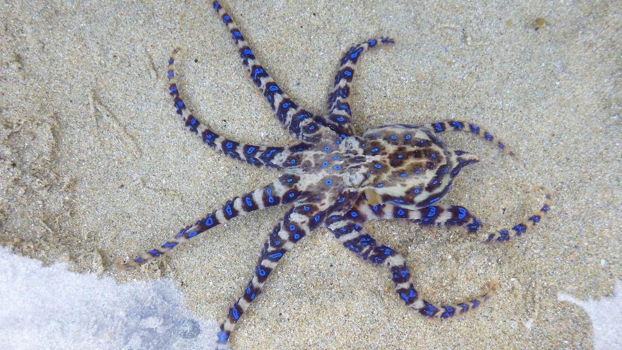 The blue-ringed octopus can kill 26 adults within minutes. Picture: Supplied