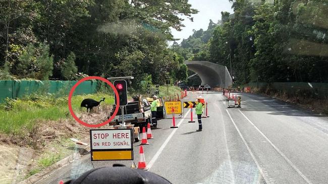 A hilarious photo of a cassowary crossing Bruce Hwy meters from a $30m wildlife crossing sparked fiery debate earlier this year. Picture: Kelly Stonehouse