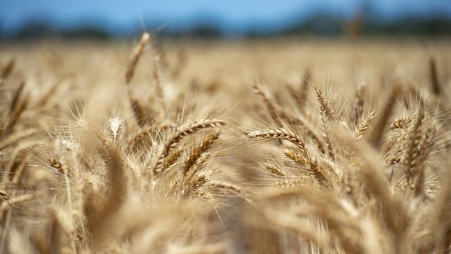 GrainCorp’s trading director, Asia, Michael Jester says rainfall in the eastern states of Australia was above average this season. Picture: Zoe Phillips.