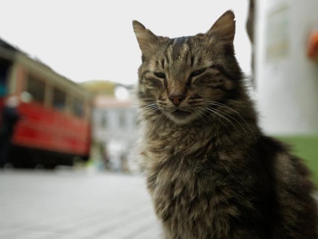 Documentary film Kedi is a must-see even if you are not a cat lover.