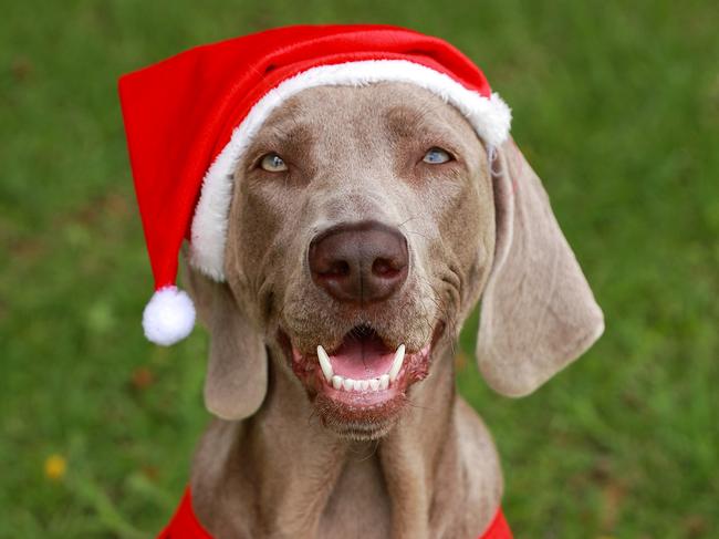 18 month old Weimaraner, Indie. Picture: Justin Lloyd.