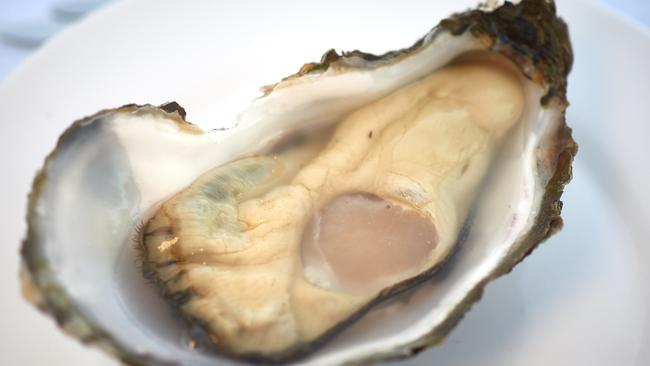 Industry wisdom says that the longer and slower an oyster grows, the better the flavour. Picture: Ben Eyles