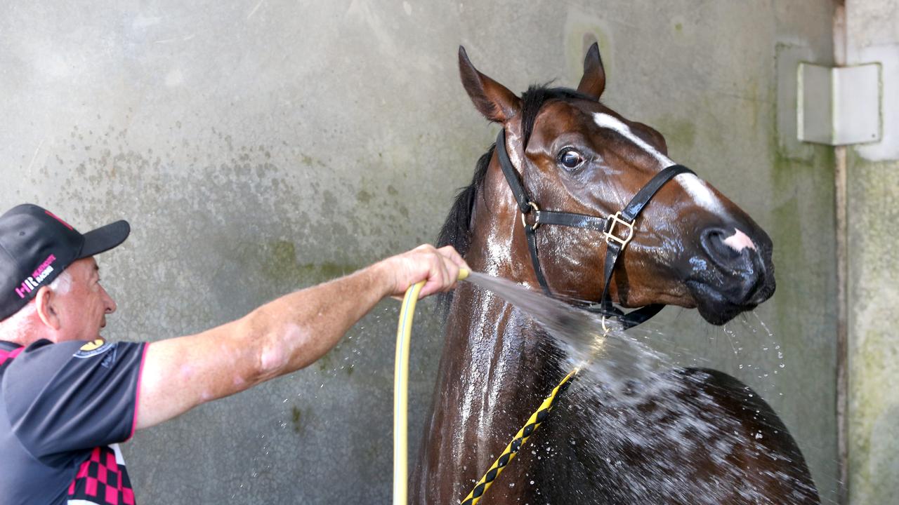 Trainer Rob Heathcote washes down Rothfire after a track gallop. Picture: Steve Pohlner