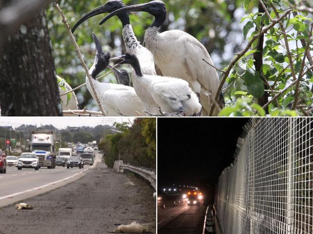 Ibis next to the M1, dead ibis by the motorway and the new fencing. Pictures: Glenn Hampson, 7 News and TMR