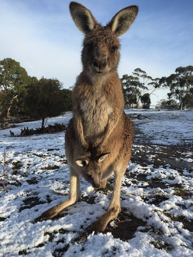 bonorong roo, pic Petra Harris