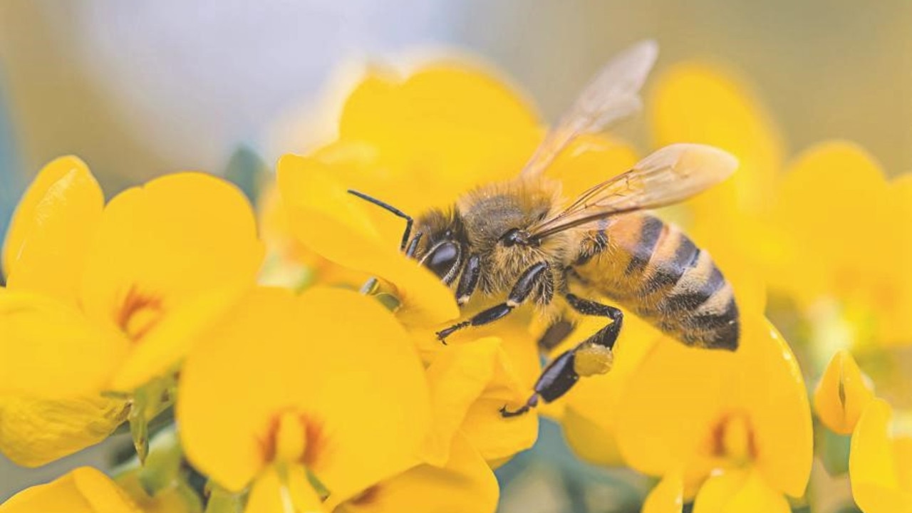 Grave fears for NSW bees as statewide lockdown brought in to combat deadly  parasite