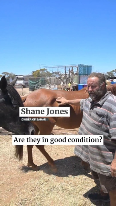 ‘Shut it down’: Shelter from hell leads to horses euthanised