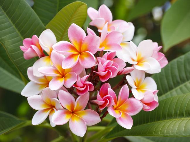 EMBARGO FOR TWAM 20 JAN 2024. FEE MAY APPLY. Rosemount pink frangipani. Supplied