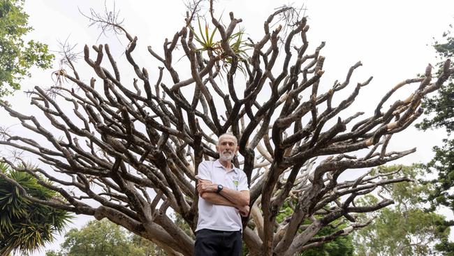 Shane Sody with the Dragon Blood tree. Kelly Barnes