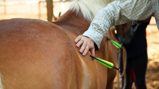 The two arrows were left deeply embedded into Pearly’s side and abdomen. Picture: Justin Kennedy