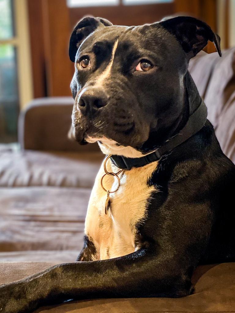 Stanley the 18 month-old American staffy, submitted by Mark Wilson from Narraweena