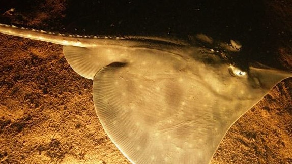 Maugean skate, an endangered species photographed in Macquarie Harbour.