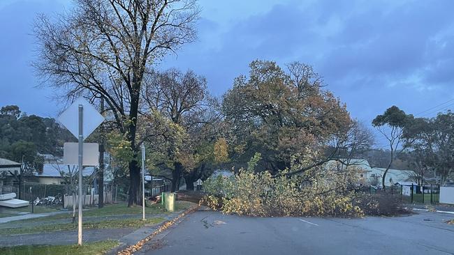 Roads were completely blocked by the fallen trees. Picture: Twitter/@b_rothberg