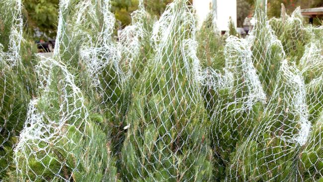 The Christmas trees, from Gippsland, are checked before they are made available to buy.