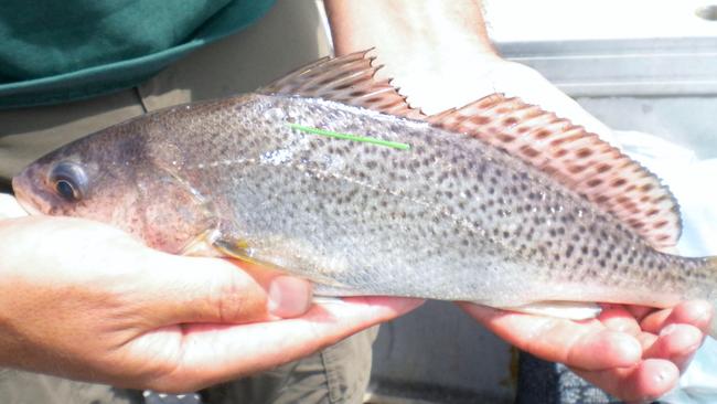 The juvenile markings of a black jewfish