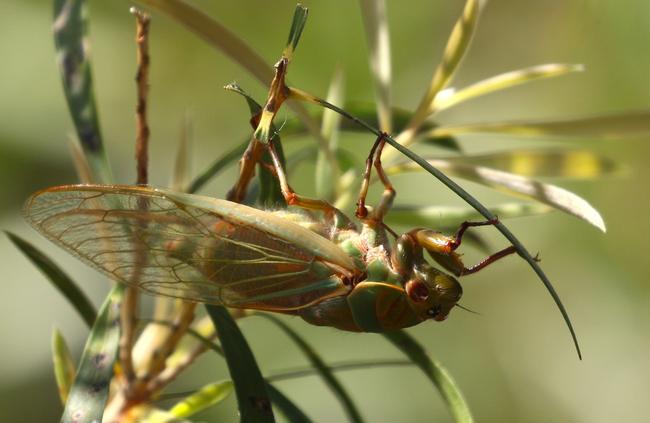 Only males cicada call.