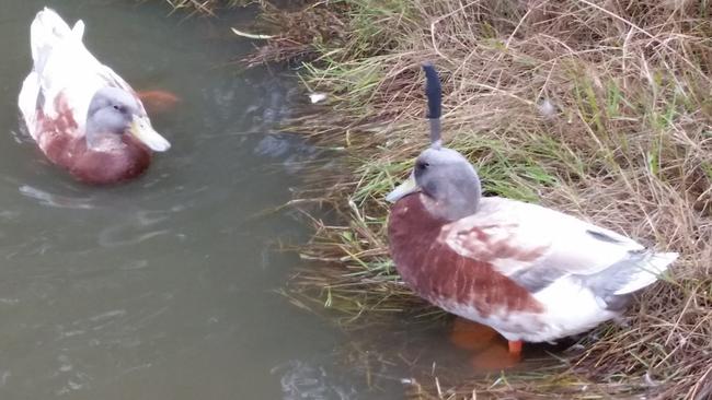 The duck found with a knife stuck in its head. Picture: RSPCA