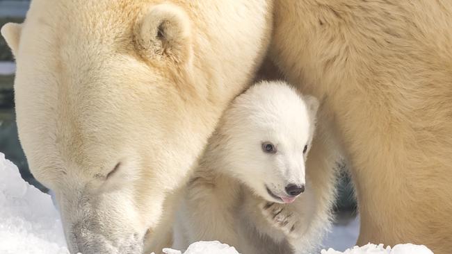 Sea World's polar bear cub and mum Liya explore cub kindy on the Gold Coast. Photo: Sea World