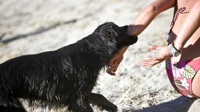 Some dog owners aren't following the rules on Coffs beaches and parks with a spate of attacks on people and other dogs. Picture: webphotographeer