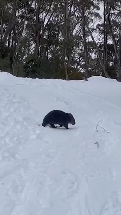 Wombat spotted enjoying fresh snow following ‘wild’ weather