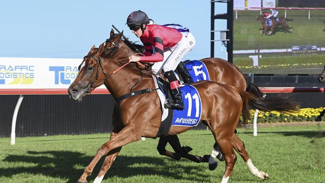 Starmae will appreciate a drop in grade and weight when she steps out on her home track. Picture: Bradley Photos