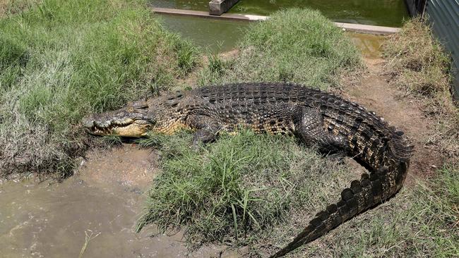 A Queensland government survey of croc populations have found the current estuarine crocodile population is estimated at between 20,000 – 30,000 non-hatchlings. Picture: Marc McCormack