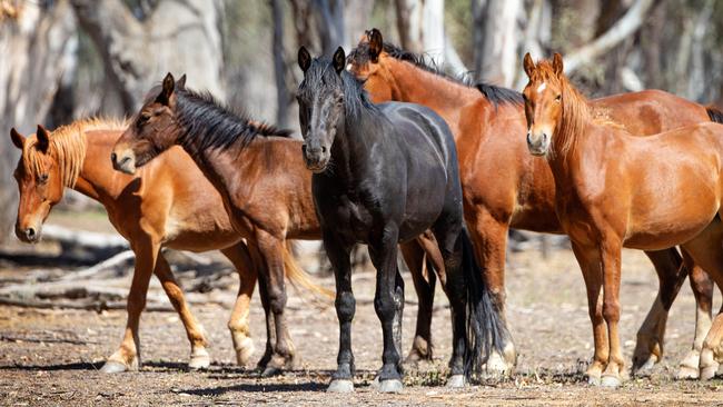 The fate of the horses in the Victorian High Country will be determined this week. Picture: Mark Stewart
