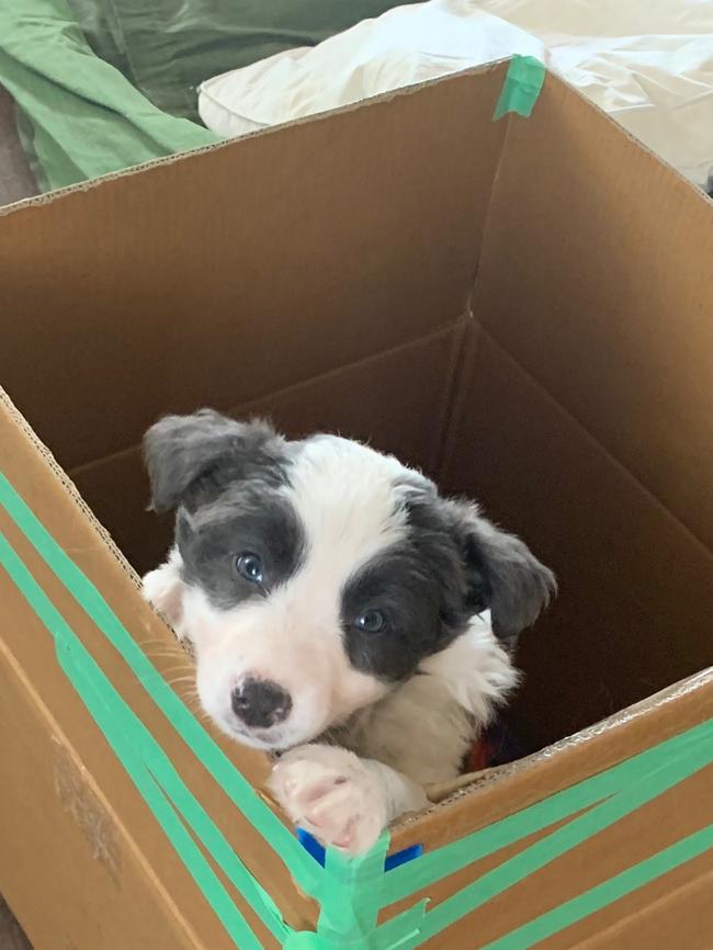 Blueberry, six weeks old, was saved from the fires. Picture: Anton Rose