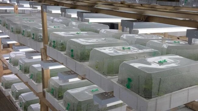 The workers planted 3000 cannabis plants in individual pots in the greenhouses, which were used to propagate a further crop weighing over 14,000kg with an estimated value of $100 million at the time of the police raid.