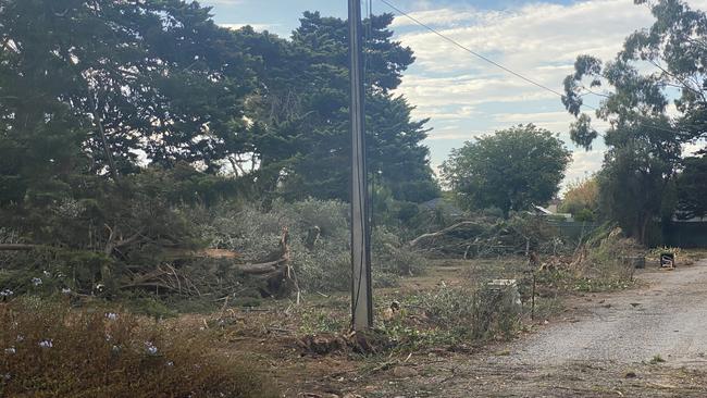 While the significant trees were protected, smaller ones did not share the same fate. Picture: Patrick James