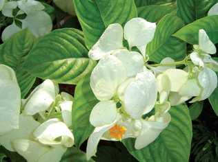 The white mussaenda's tiny flower, a simple yellow star, surrounded by bracts.