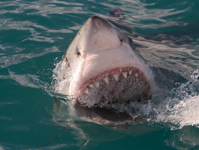 Some 5500 great whites are lurking in the waters off Australia’s east coast.