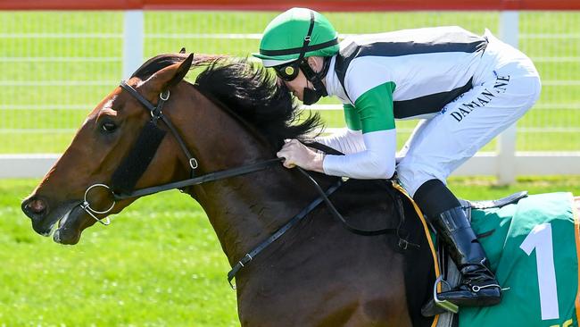 Tutukaka is a great chance to add the Victoria Derby crown to his Geelong Classic win. Picture: Racing Photos via Getty Images