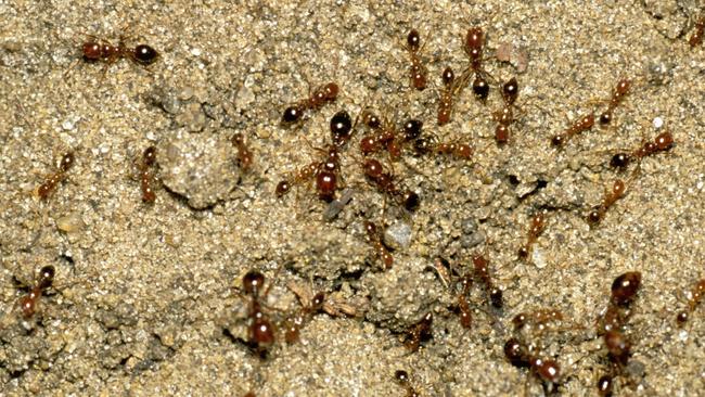 The tiny ants are a huge problem. Picture: Barry Rice