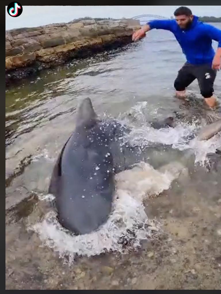 Screen grabs from a Tik Tok video of a large bull shark caught in Sydney Harbour. @hassanalameri32