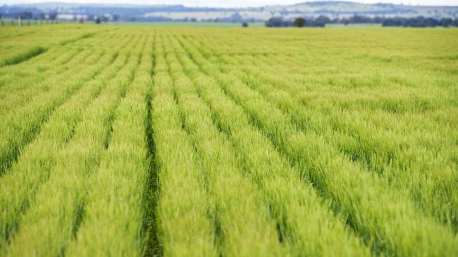 Agricultural returns have remained strong despite a global economic downturn wrought by COVID-19. Picture: Zoe Phillips