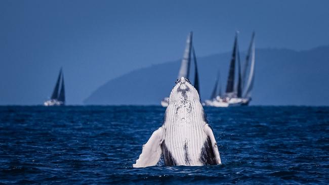 A humpback whale checks out the fleet at Hamilton Island Race Week. Picture: Salty Dingo