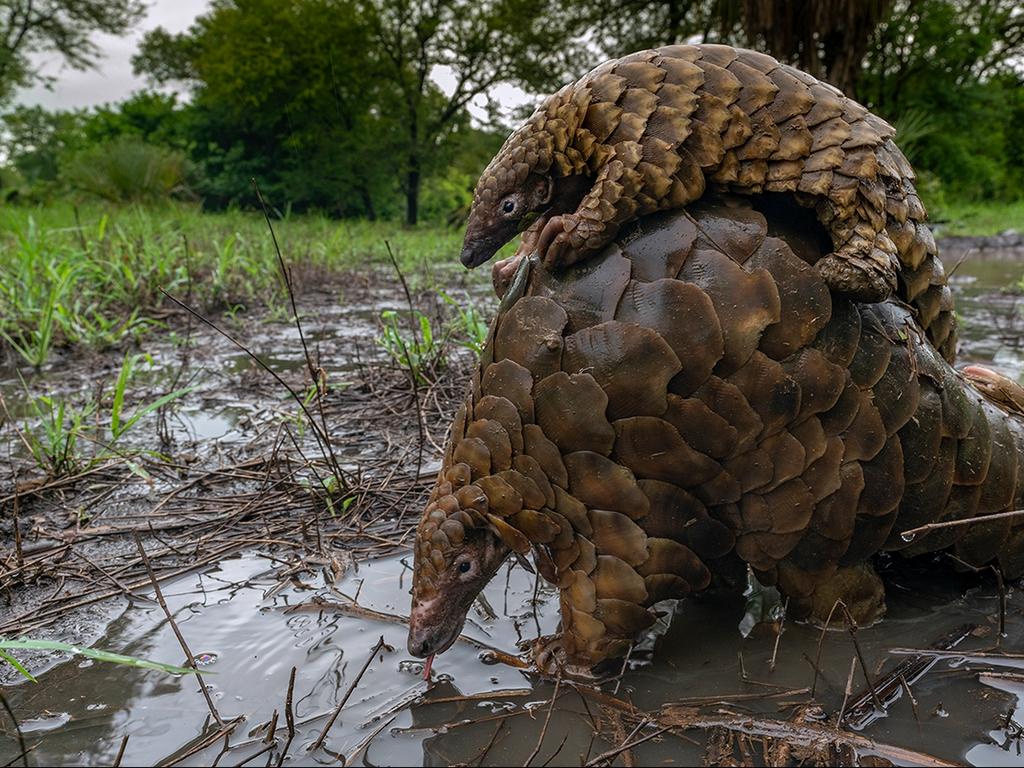 2019 BigPicture Natural World Photography Competition winners | Daily ...