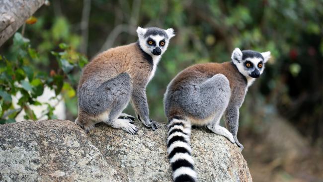 A pair of ring-tailed lemurs (Lemur catta) perched on a rock in the Isalo National Park in Madagascar.