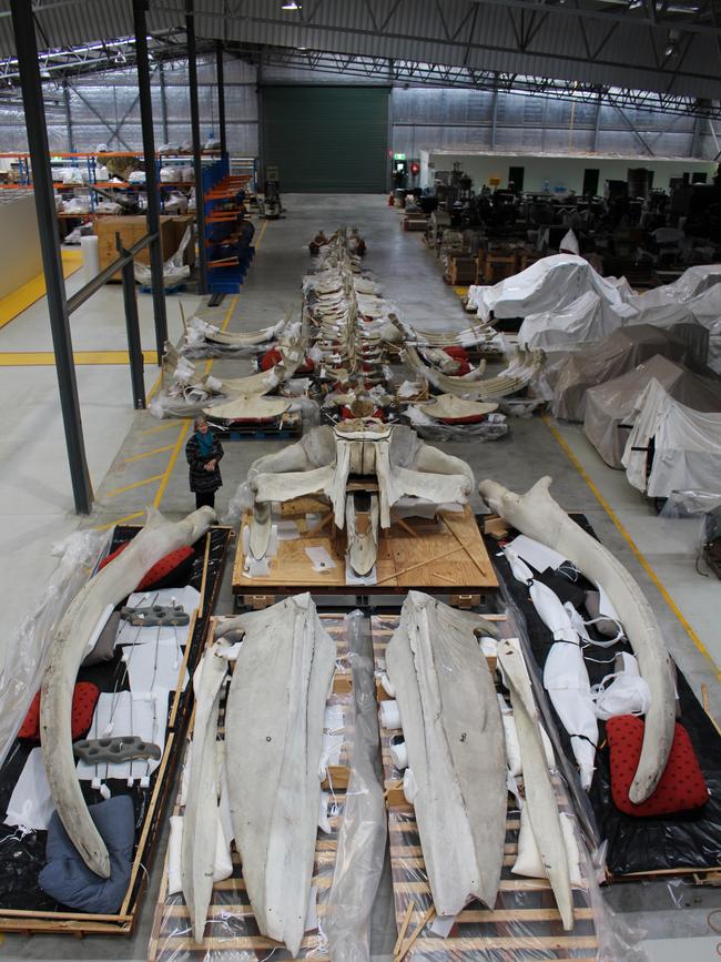 Laying out the Blue Whale in the Collections and Research Centre.