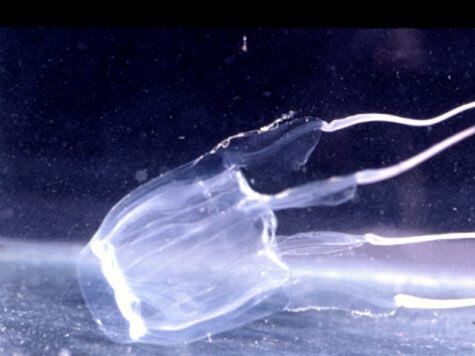 A jimble jellyfish. Swimmers on the northern beaches are complaining of being stung by the tiny marine invertebrates. Picture: Dr Isobel Bennett © Australian Museum