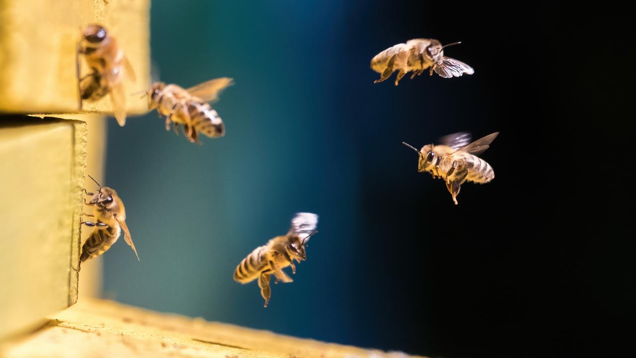 DNA detection for beehive battle