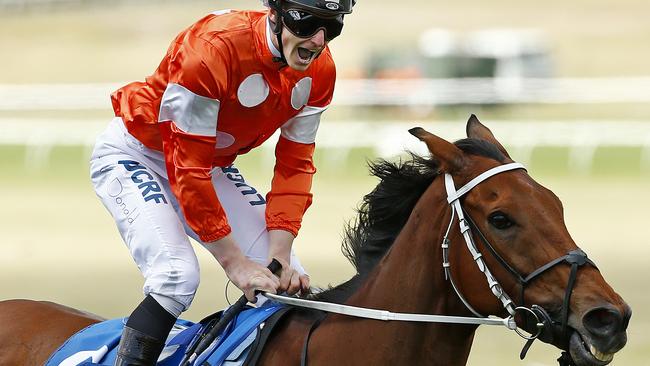 Who Shot Thebarman will be looking to go one better than last year’s runner-up finish to stablemate Grand Marshal in the Sydney Cup. Picture: Colleen Petch