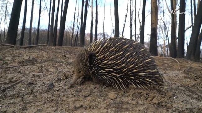 Thermal cameras tracking wildlife in bushfire zones