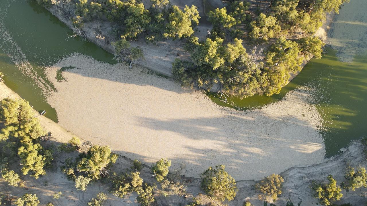 Menindee locals say the stench of rotting fish is unbearable. Picture: Michael Minns